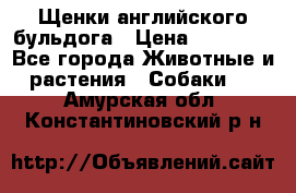 Щенки английского бульдога › Цена ­ 40 000 - Все города Животные и растения » Собаки   . Амурская обл.,Константиновский р-н